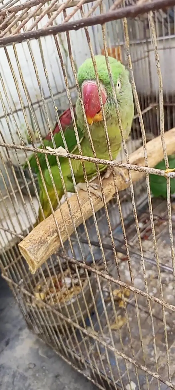 pahari female — photo 3