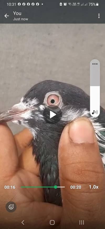 Kabuter for sale/ Pigeons for sale