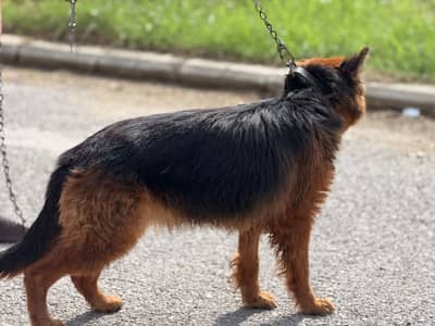 German Shepherd