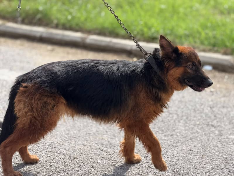 German Shepherd 1