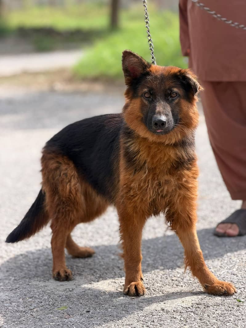 German Shepherd 2