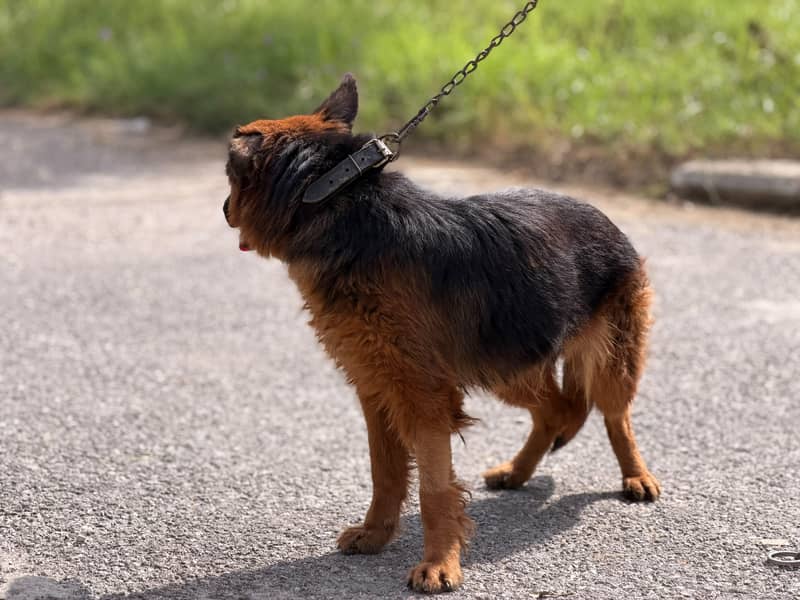 German Shepherd 3