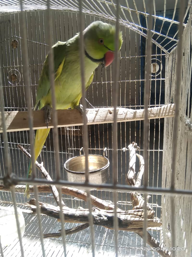 green ring nick 1