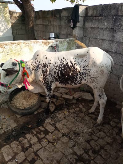 Desi bull danu 2 dant hn 2027 qurbani k Liye