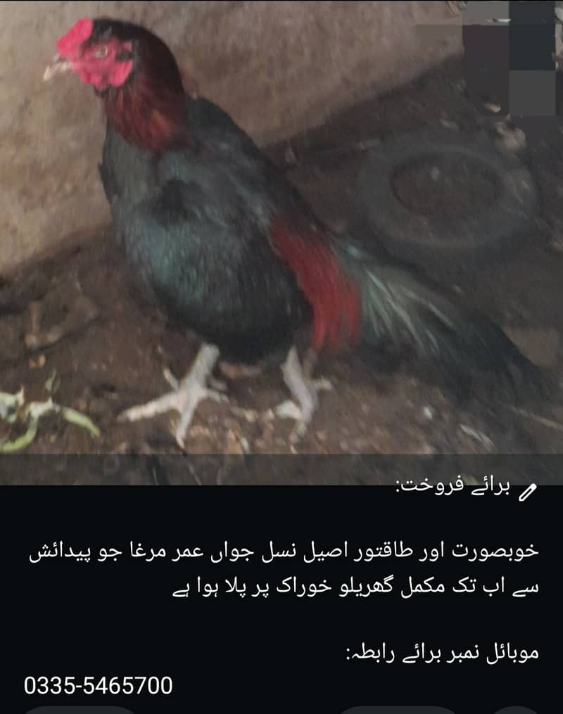 اصیل مرغ 0