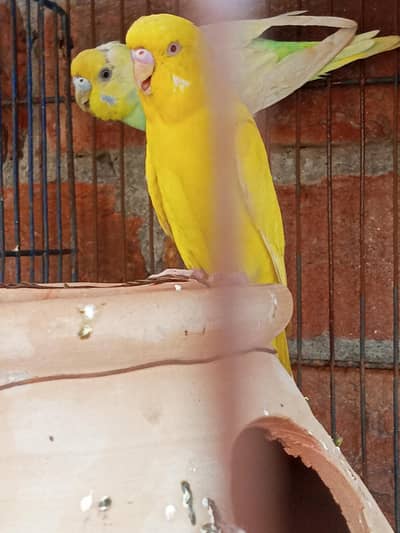 Echi under size Yellow red eyes  male with creamino red eyes female