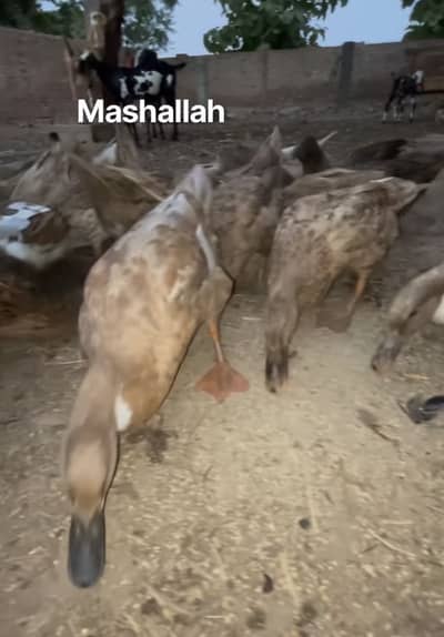 Khaki camel Ducks for sale 30 peace