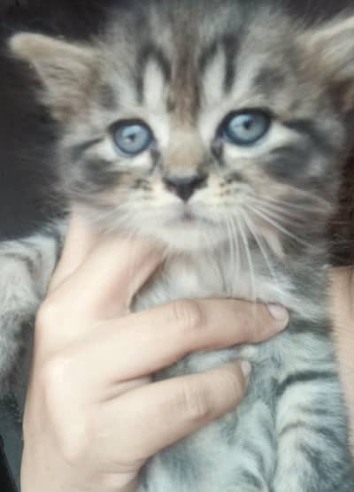 Persian cats for sale in 15 k each please contect at   03128573521