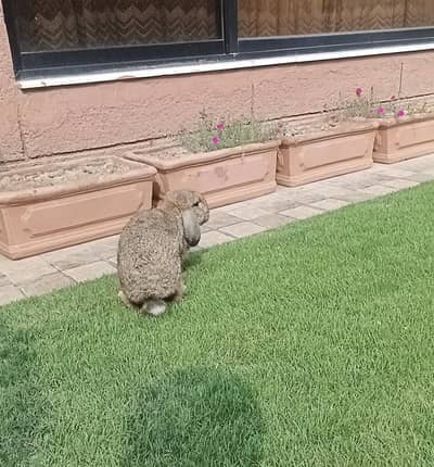 Holland lop male