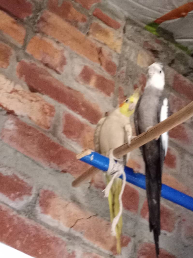 brider pair 0