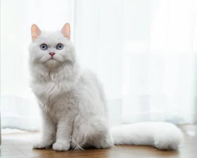 Persian Cat