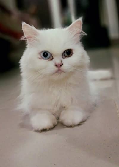 Odd Eyes Persian Female