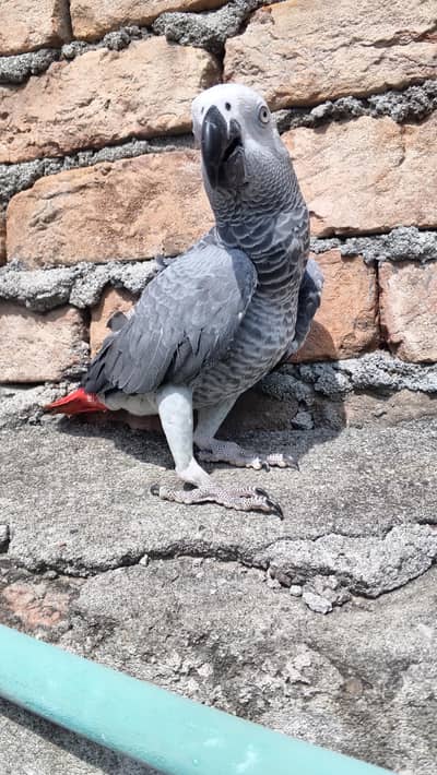 African Grey Parrot