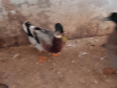 Healthy ducks