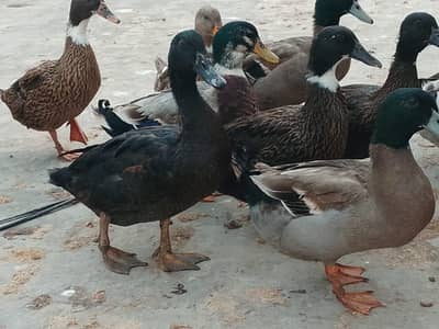 Healthy ducks