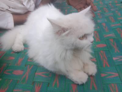 cat for sale