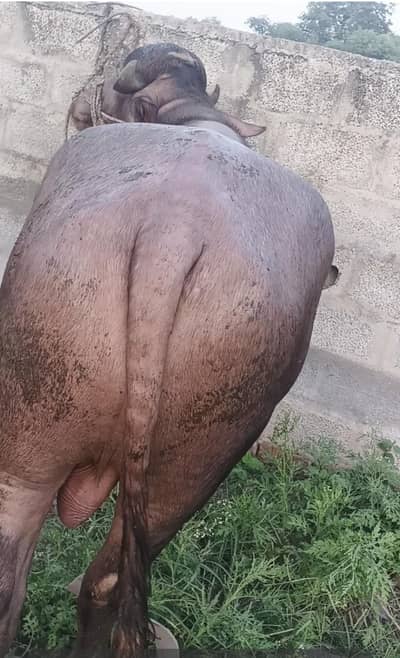 buffalo bull