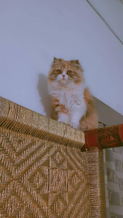 Punch Face Persian Female Cat