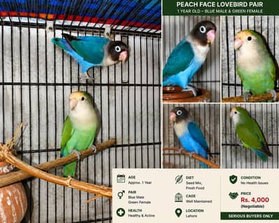 Beautiful Lovebirds for Sale – Healthy & Active