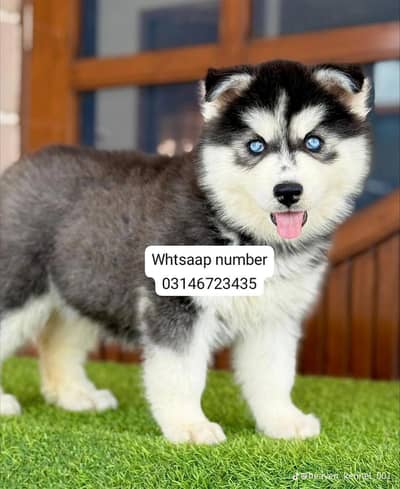 Siberian husky fore sale