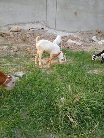 Teddy Barbari Gulabi Male Kids For Sale