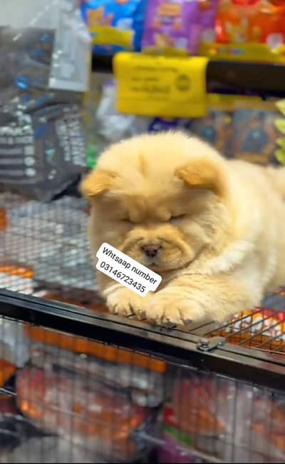 chow chow puppy fore sale