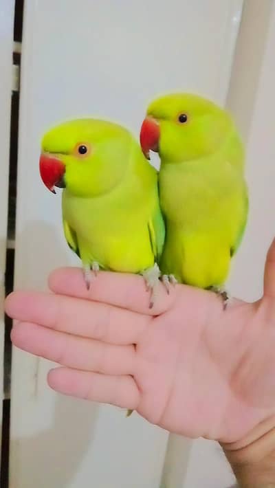 Green ringneck parrots for sale handtame