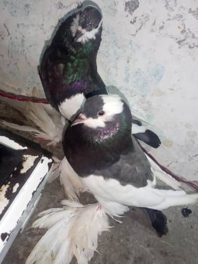 gubara pigeon