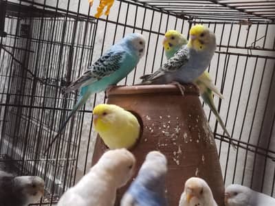 budgie Australian parrots