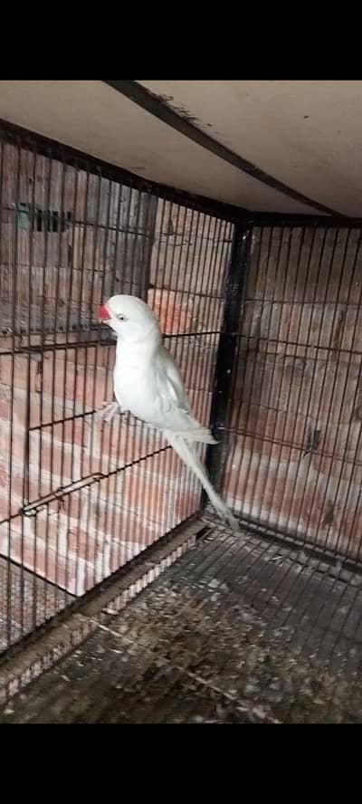 breader pair 03143275503