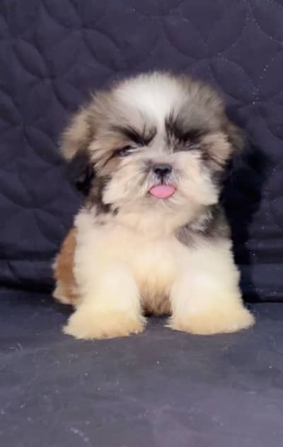 Pedigree male pup