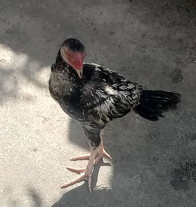 Mianwali Java Aseel