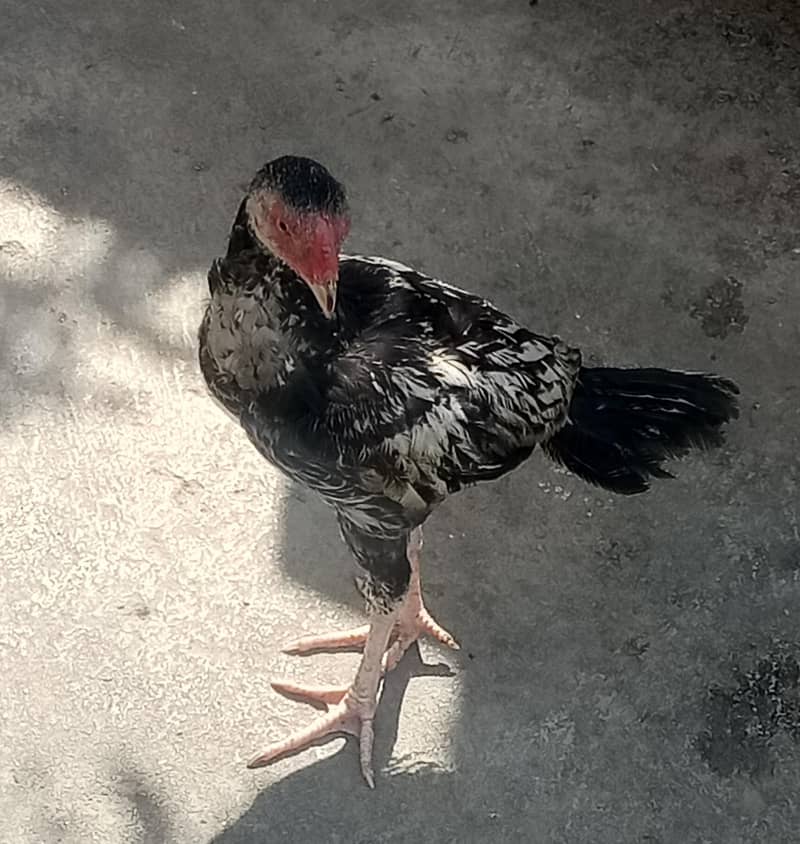 Mianwali Java Aseel 0
