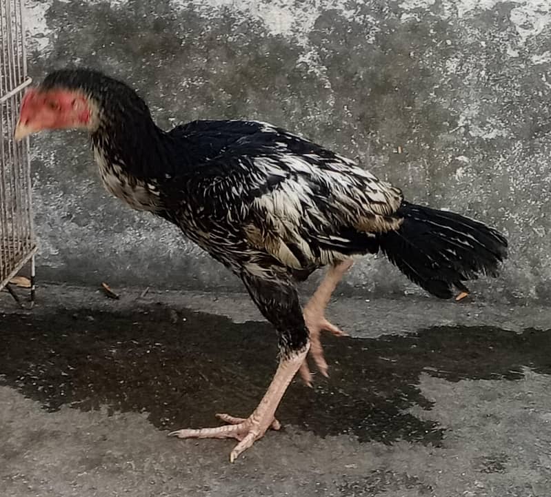 Mianwali Java Aseel 2