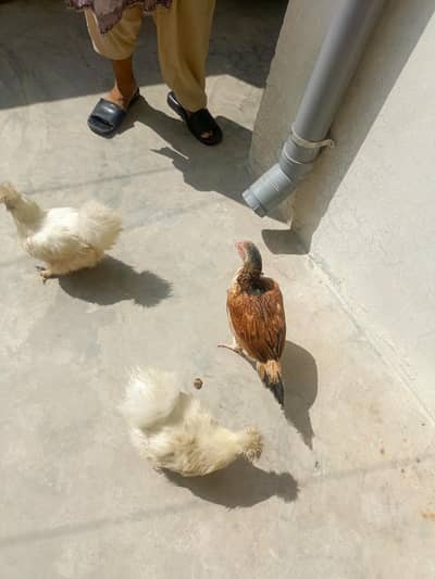 silkie and aseel hens eggs laying