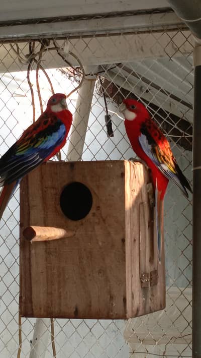 red rosella breeder pair