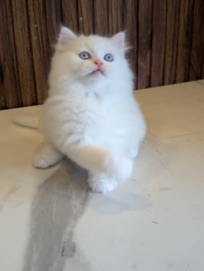 Low Kittens Price/ White Persian kittens/ Cats/ Male/ Female