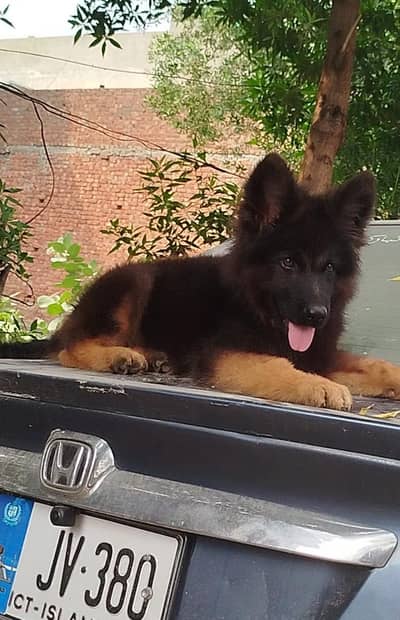 German Shepherd extreme Quality Long Coat male Pup