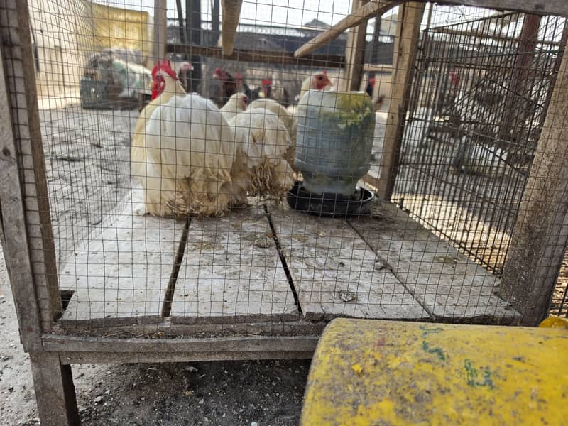 chickens 0