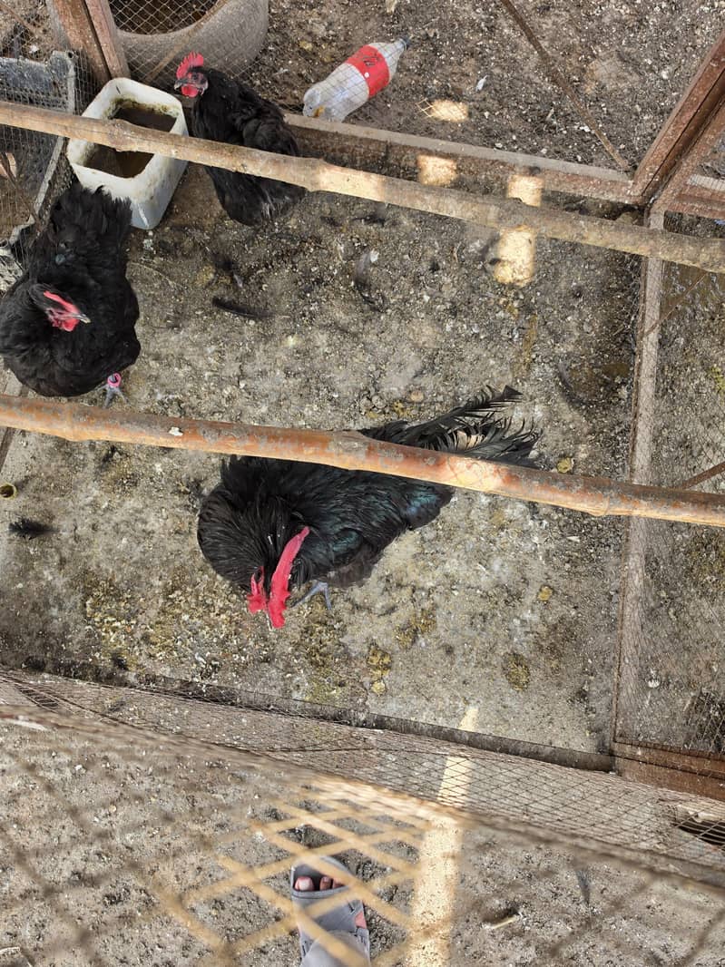 chickens 2