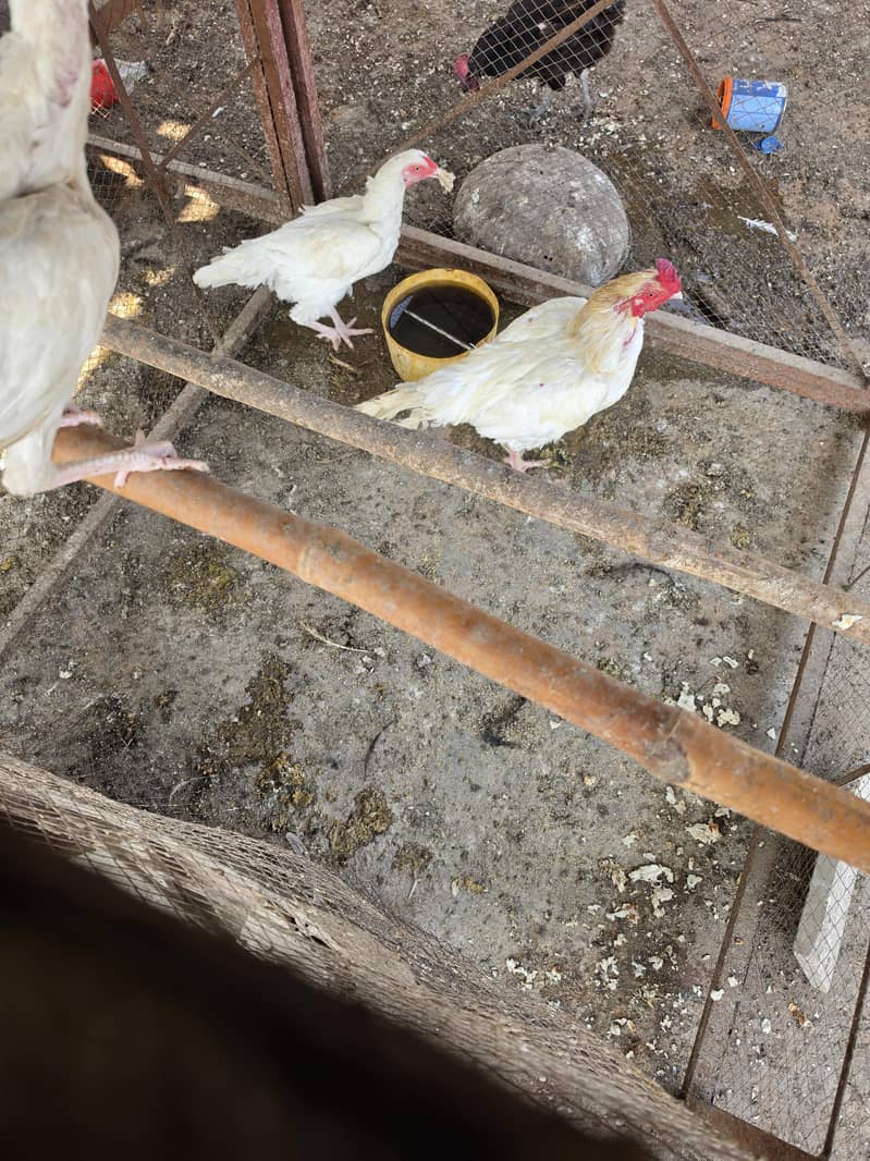 chickens 3
