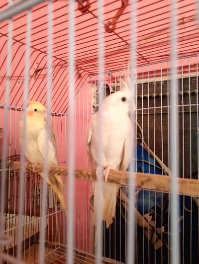 Beautiful Cockatiel Pair  | Lutino + Full White | Rs. 6,500 | Chakwal