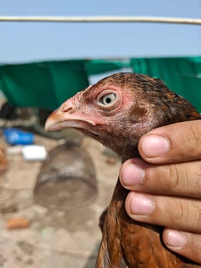 aseel chicks for sale