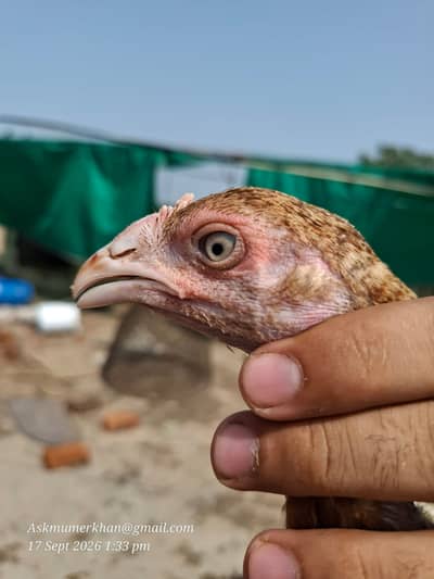 aseel chicks for sale