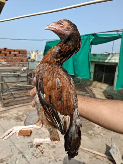 aseel chicks for sale
