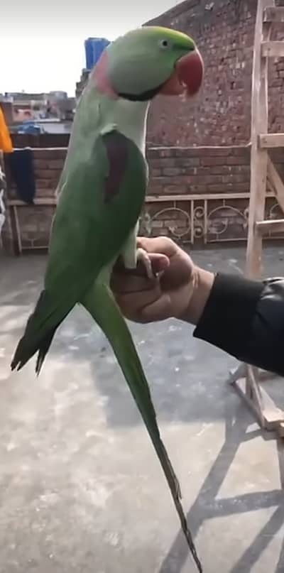 Raw parrot