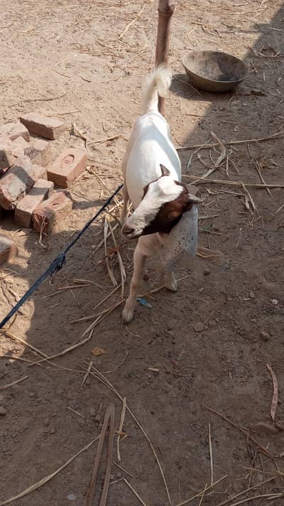 HOME RAISED BAKRA