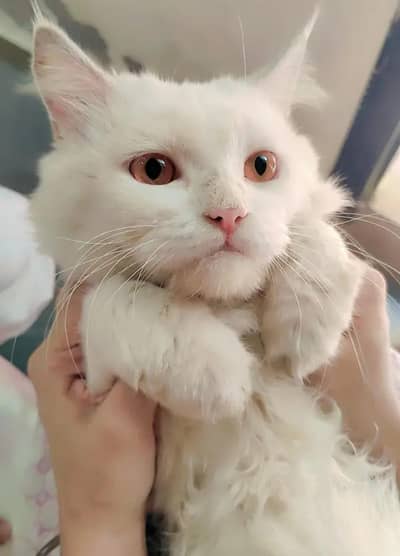 Persian cat For sale