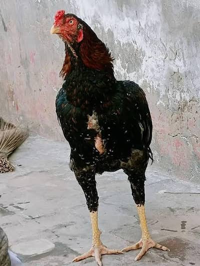 پیور دیسی مرغ گوشت میرپور،کوٹلی بھمبر میں