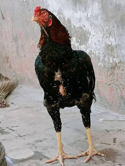 پیور دیسی مرغ گوشت میرپور،کوٹلی بھمبر میں 0